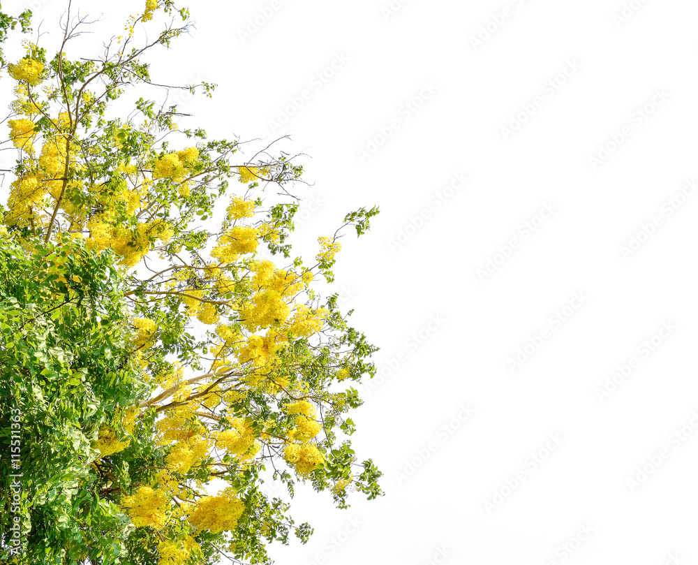 Cassia fistula flower, golden shower tree. Isolated on white bac