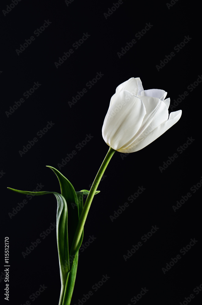 single white tulip on a black background. vertical. space for te single white tulip on a black background. vertical. space for te