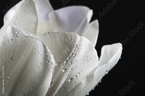 Fototapeta Naklejka Na Ścianę i Meble -  white tulip petals with water drops on a dark background. horizo
