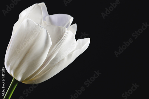 single white tulip head on a black background close-up. horizont