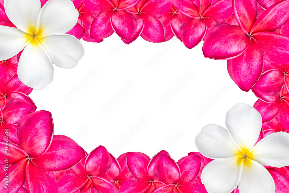 Frangipani flower frame isolated on white background with copy s