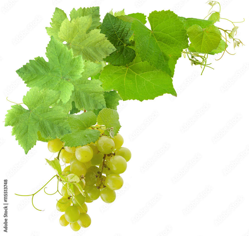 grappe de raisin blanc et vigne, fond blanc grappe de raisin blanc et vigne, fond blanc