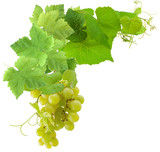 grappe de raisin blanc et vigne, fond blanc