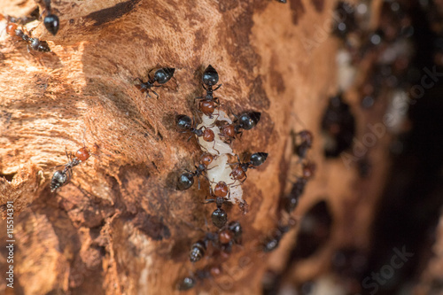 Red head ant honeypot Myrmecocystus close up macro photo