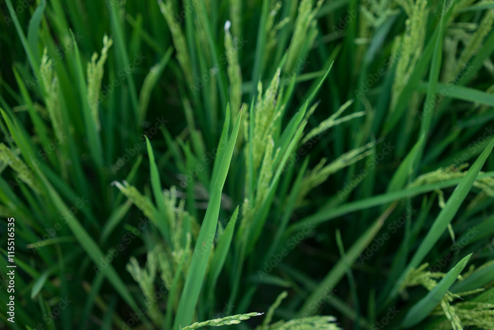 Blurred shot of paddy plants Blurred shot of paddy plants