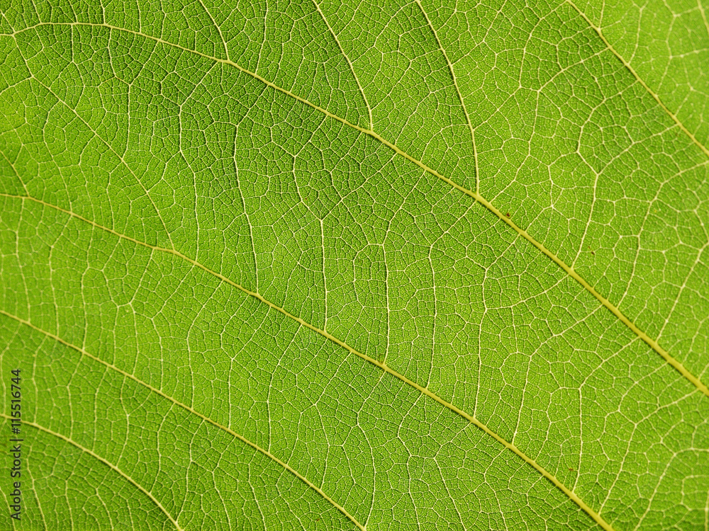 leaf texture leaf texture