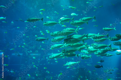 Fototapeta Naklejka Na Ścianę i Meble -  Huge school of sea fish in aquarium