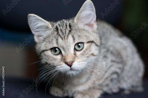 Котенок подросток серой полосатой кошки сидит на полу