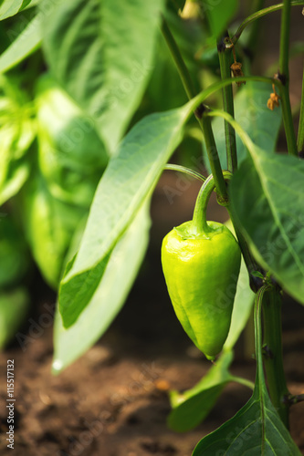 Green ripe bell pepper on a plant in greenhouse