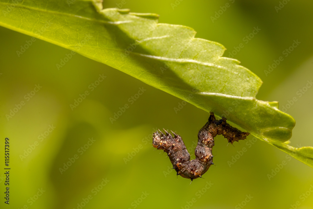 Brown worm is walking under green leaf Brown worm is walking under green leaf