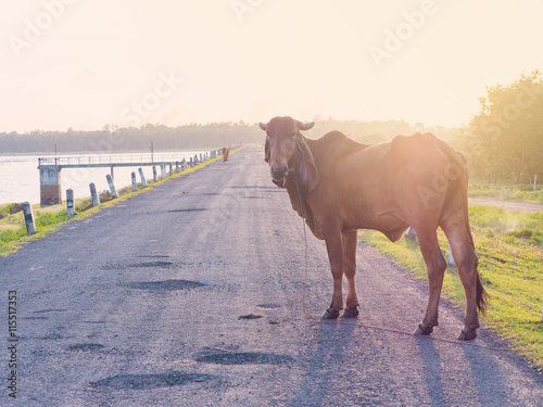 Big Cow stand on resovoir road with sunset time