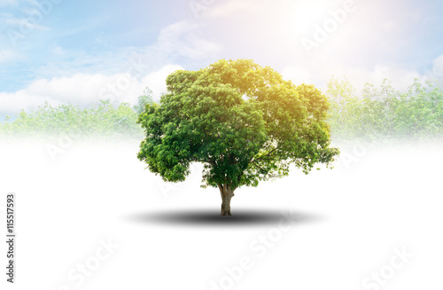 Single tree with forest and sunlight over sky background.