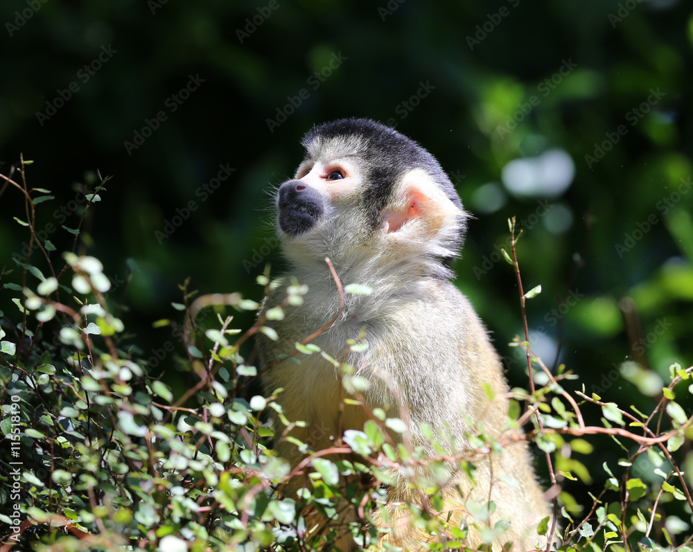 Obraz premium Portrait of a Squirrel Monkey