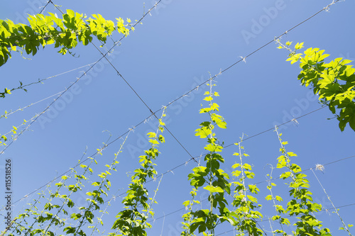  farm hop plants in Villoria village, Leon, Spain photo