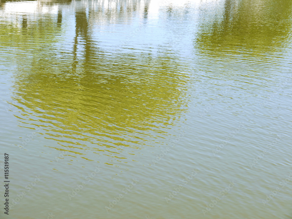 tree reflection river