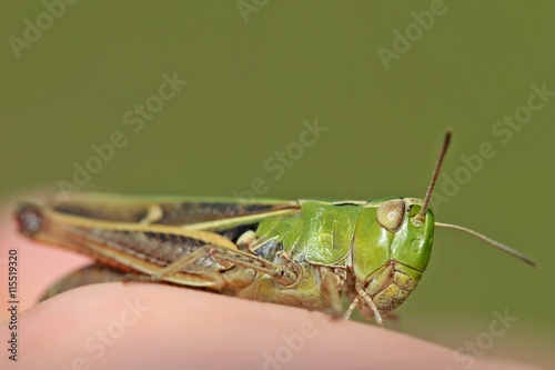 Heidegrashüpfer (Stenobothrus lineatus) auf der Hand
 photo