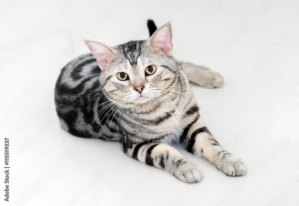 American shorthair cat is sitting and looking forward.