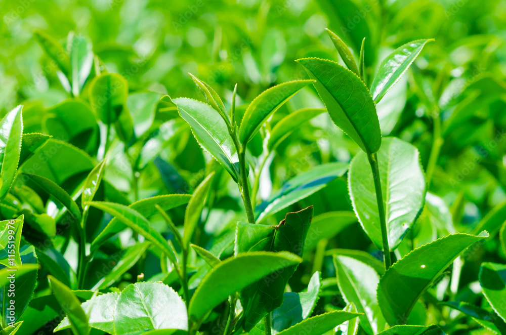 Tea leaves at plantation agricultural field Tea leaves at plantation agricultural field