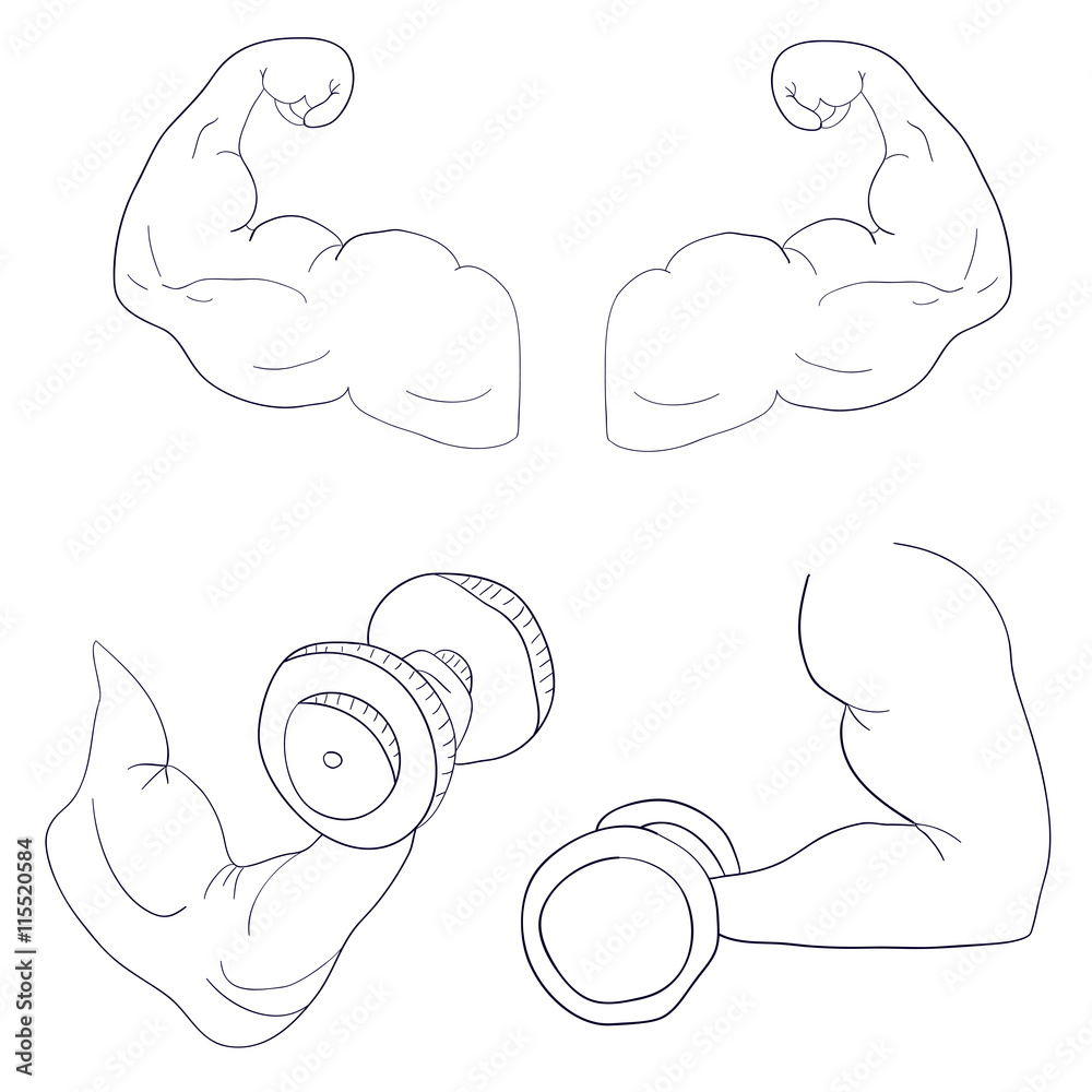 freehand cartoon strong arm flexing bicep sport Stock Vector | Adobe Stock