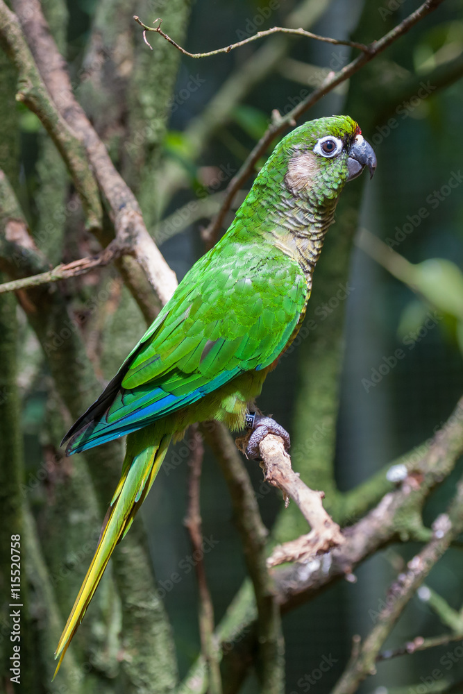 parrot parrot