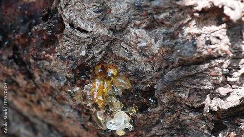 Red head black body fire ants honeypot Myrmecocystus detail macro inside anthill on a tree photo