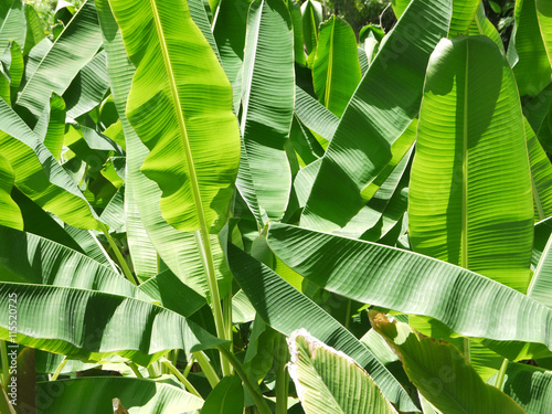 Banana tree plantation in nature with daylight