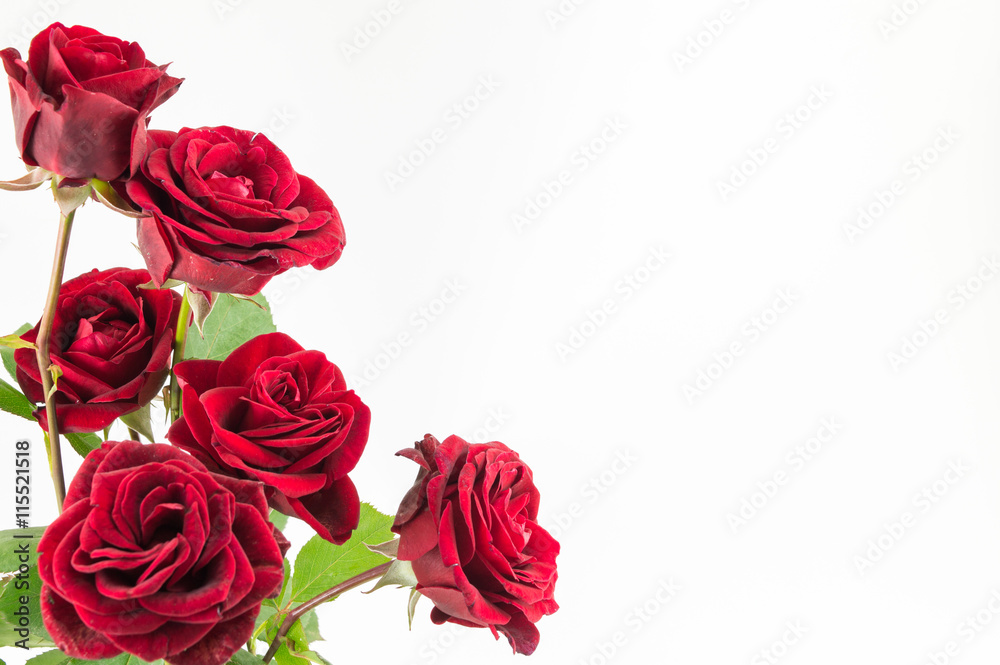 Naklejka premium Bukiet czerwonych róż na białym tle