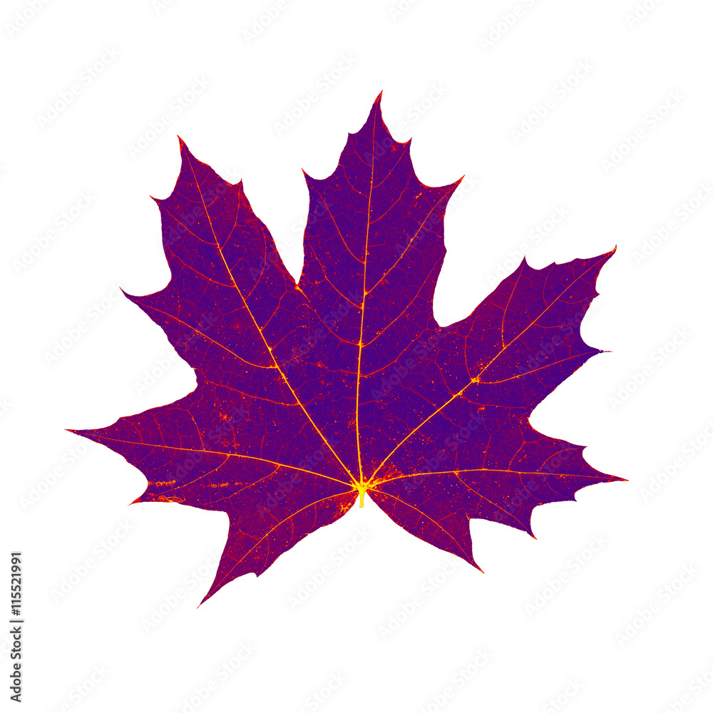 Naklejka premium dry autum maple leaf isolated on white background