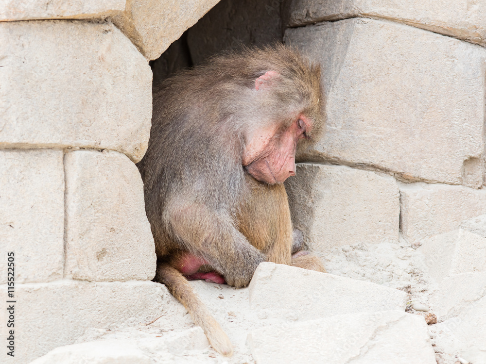 Adult female baboon sleeping