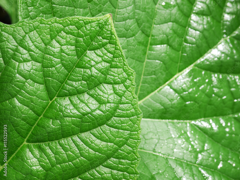 Fototapeta premium leaf texture, soft focus blur