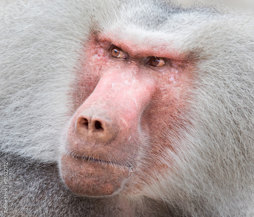 Close up portrait of male hamadryas baboon