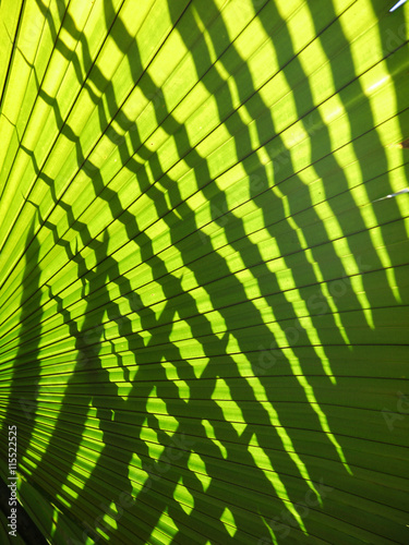 beautiful palm leaves of tree in sunlight