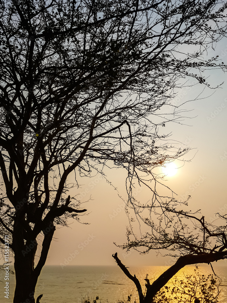 Silhouette of dead tree over the sea with big sunrise in backgro