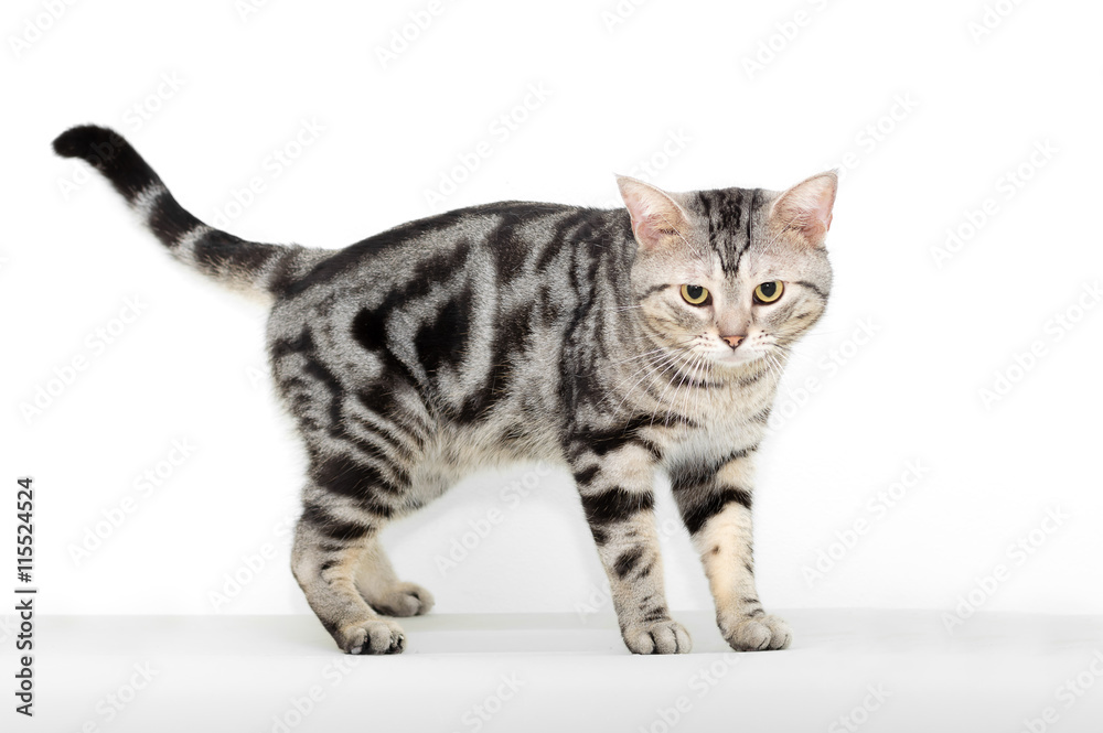 American shorthair cat is looking forward.