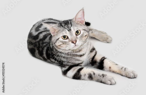 American shorthair cat is sitting and looking forward. © topphotoengineer