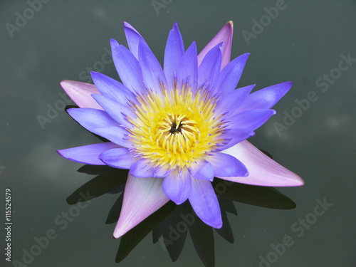 blue lotus's pollen closeup