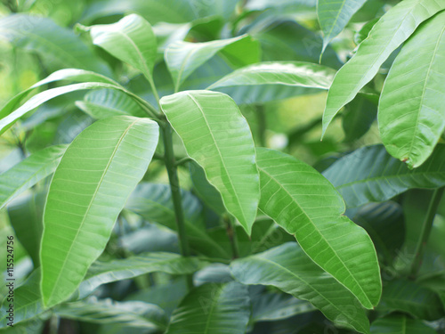 mango leaf