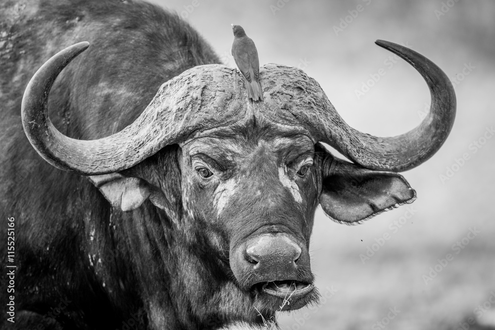 A starring Buffalo with Oxpeckers on him in black and white. A starring Buffalo with Oxpeckers on him in black and white.