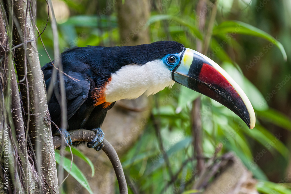 Naklejka premium white-throated toucan
