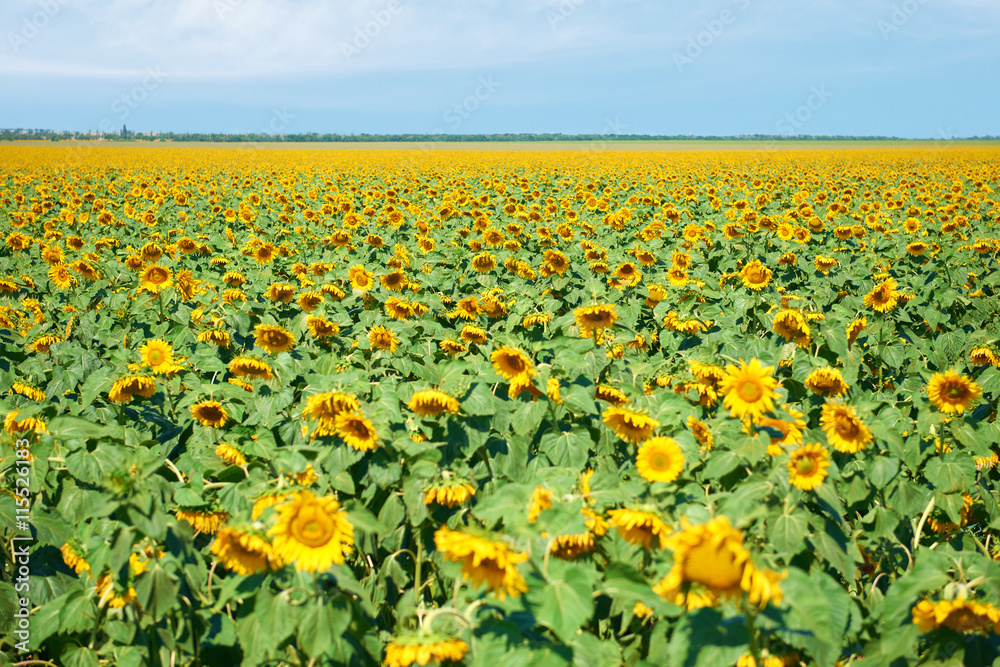sunflower field closeup summer landscape