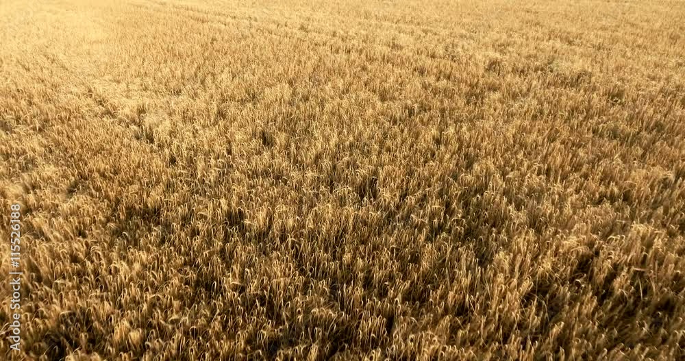 flight over a field of wheat flight over a field of wheat