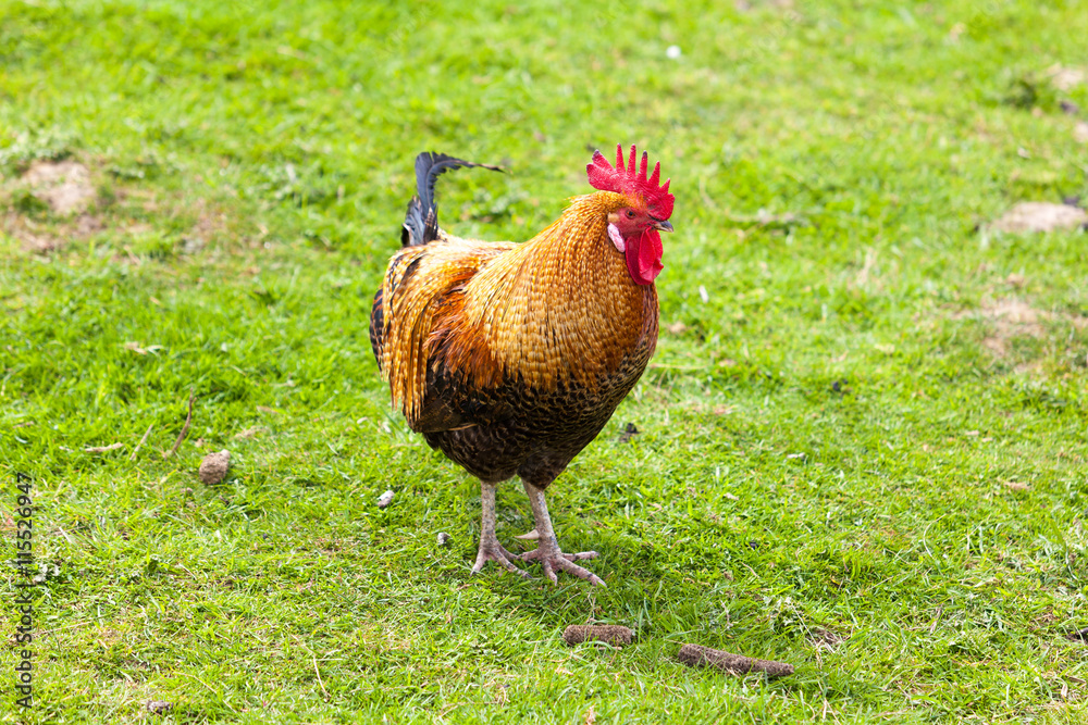 Fototapeta premium Rooster on farm