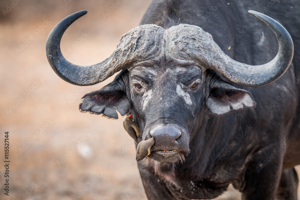 A starring Buffalo with Oxpeckers on him. A starring Buffalo with Oxpeckers on him.