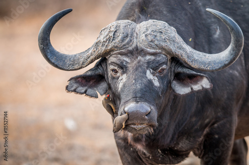 A starring Buffalo with Oxpeckers on him.