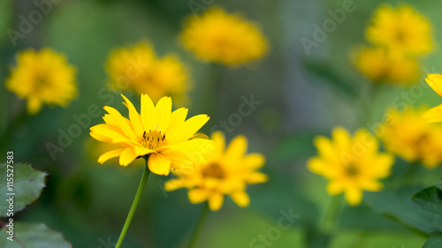 Gelbe Sommer Blume