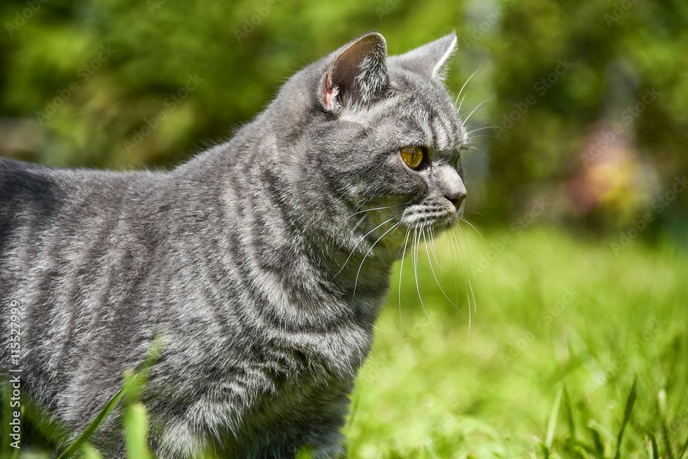 lovely fluffy British cat in a garden lovely fluffy British cat in a garden