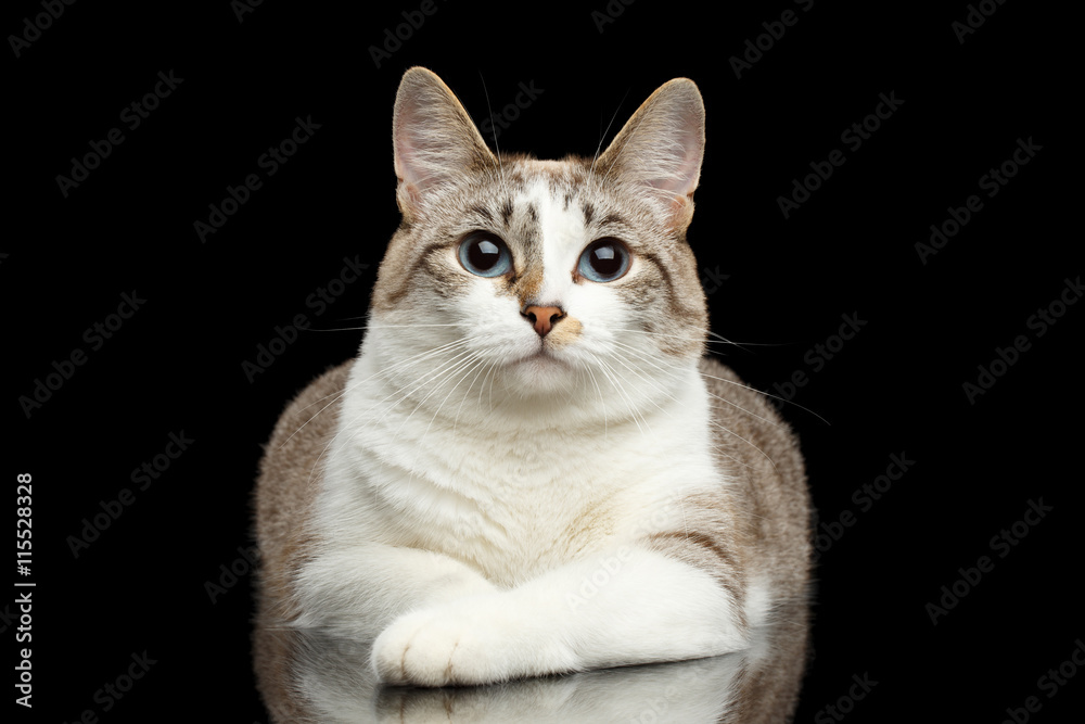 Cute White Cat with Huge Blue eyes, paws in front of him, Lying and Curious Looking in Camera, on Isolated Black Background