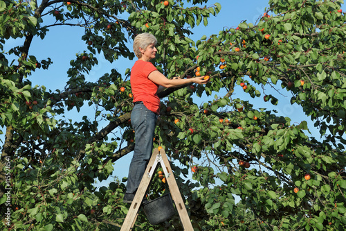 Farmer at ladder picking apricot fruit