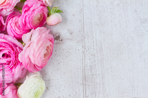 Pink and white ranunculus flowers on aged white wooden background