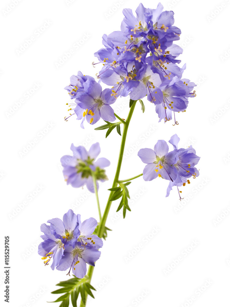 Jacob's Ladder or Greek valerian (Polemonium caeruleum)isolated on white Jacob's Ladder or Greek valerian (Polemonium caeruleum)isolated on white